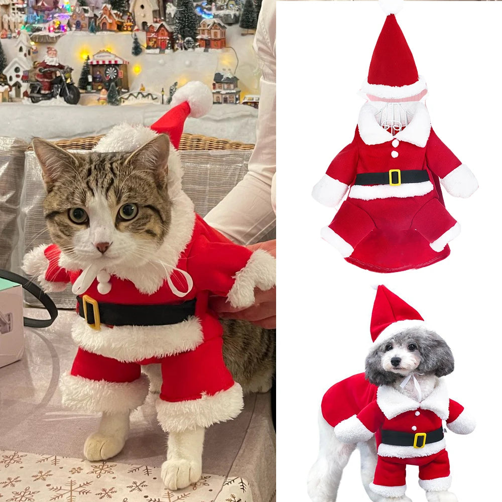 Santa Claus Kitten