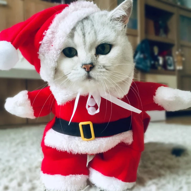 Santa Claus Kitten