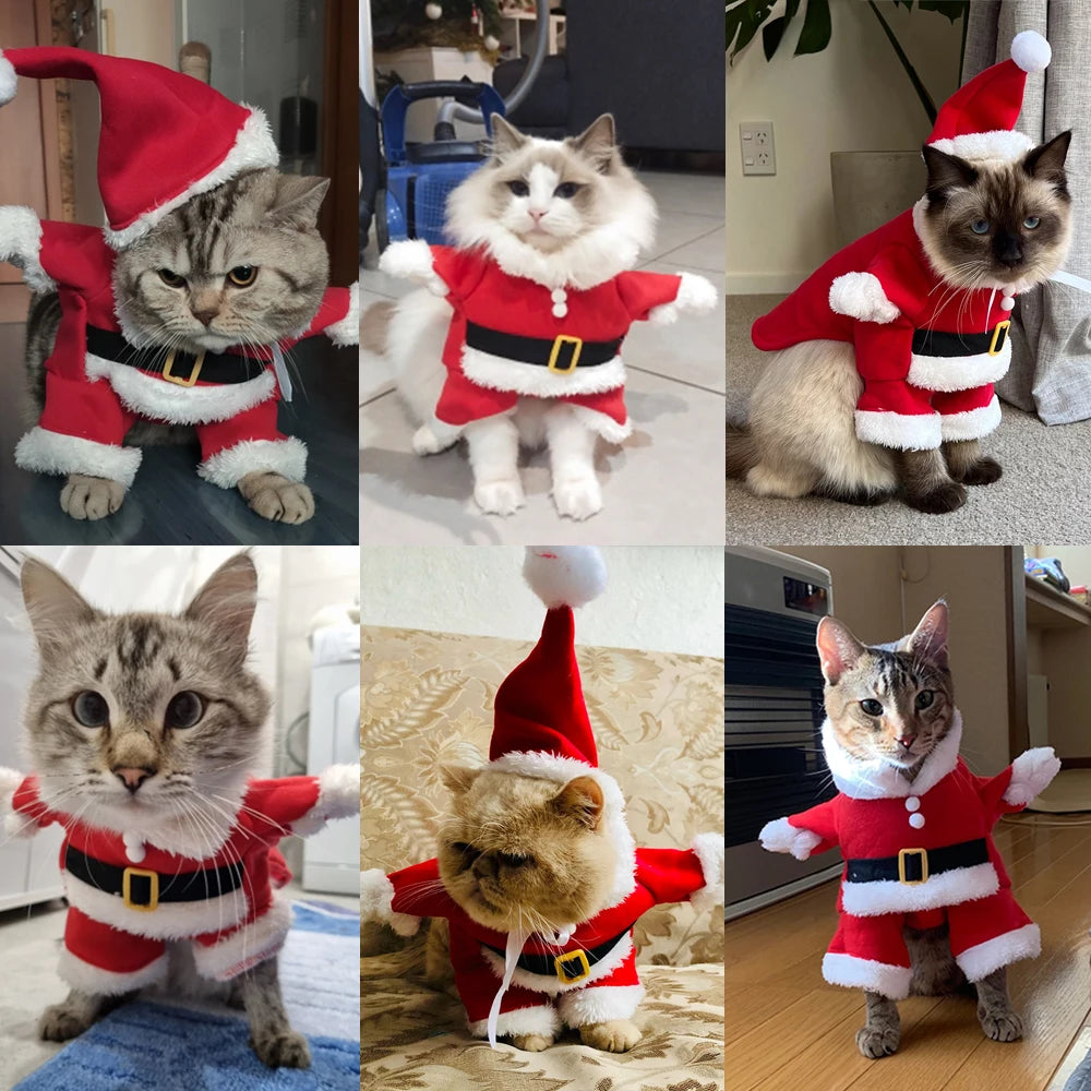 Santa Claus Kitten